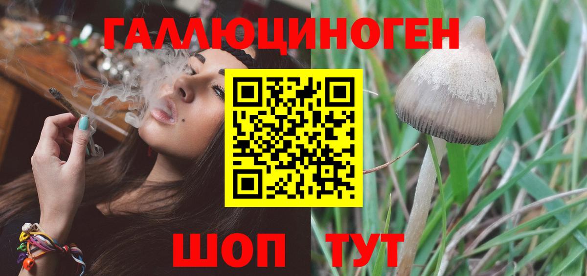 Кимры  Галлюциногенные грибы GOLDEN TEACHER  даркнет сайт  Вход с VPN  Псилоцибиновые грибы Cubensis 