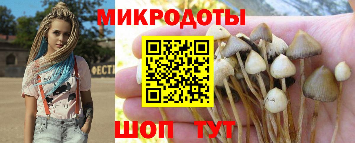 Галлюциногенные грибы Psilocybe  Кимры 